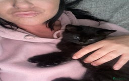 European cats for sale: Fluffy Kittens  - Image 7