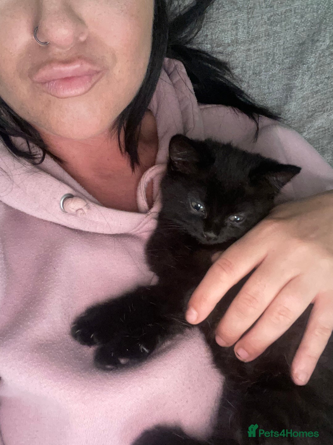 European cats for sale: Fluffy Kittens  - Image 7