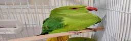 Mixed Breed birds for sale: Indian Ringneck Parakeets  - Advert 2