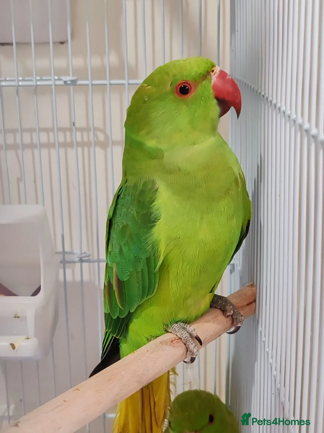 Mixed Breed birds for sale: Indian Ringneck Parakeets  - Advert 2