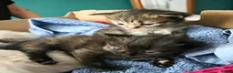 Siamese cats for sale: Gorgeous siamese x maine coone litter - Advert 10