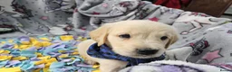 Golden Retriever dogs for sale: Beautiful KC Reg Golden Retriever Puppies - Advert 17
