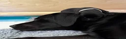 Labrador Retriever dogs for sale: Beautiful KC Labrador Puppies – FTCh Lines - Advert 12
