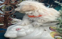 Maltipoo dogs for sale: F1 maltipoo - Image 24