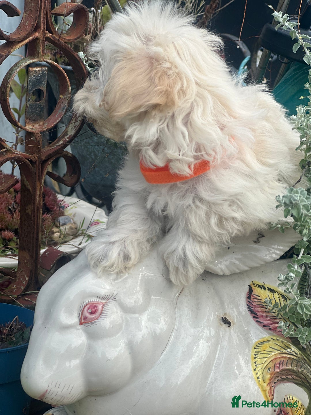 Maltipoo dogs for sale: F1 maltipoo - Image 24