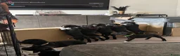Mixed Breed dogs for sale: Cane Corso x Dalmatian puppies in Wantage - Advert 4
