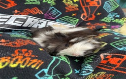 Guinea Pig rodents for sale: 3 baby's for sale - Image 12