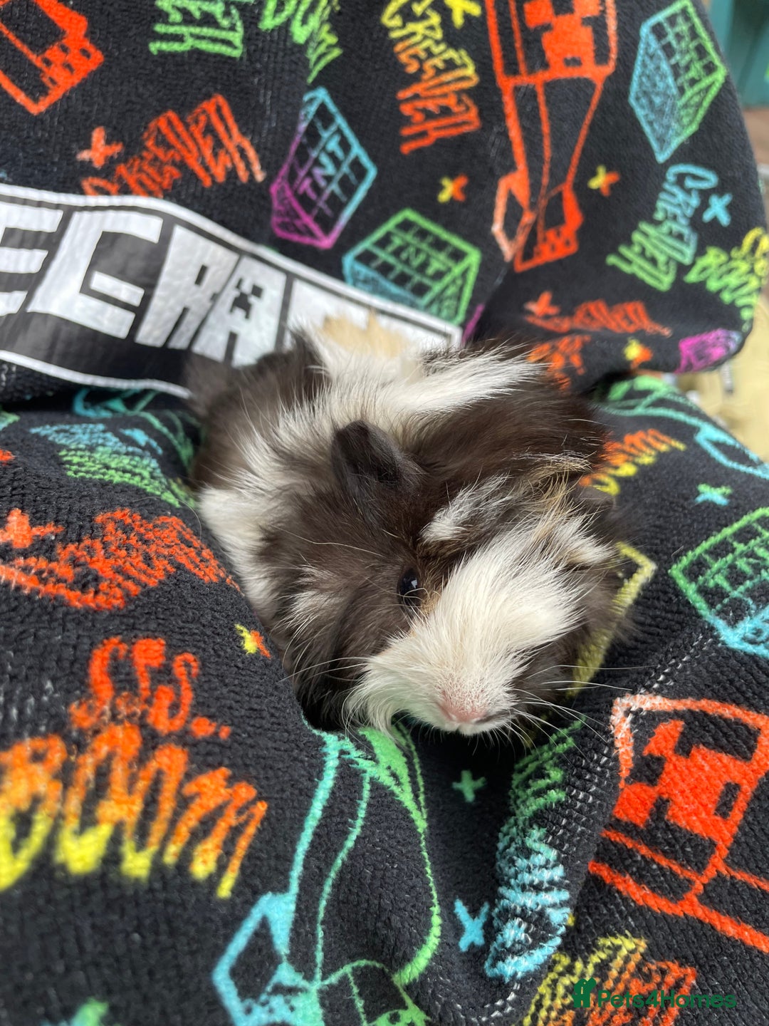 Guinea Pig rodents for sale: 3 baby's for sale - Image 12