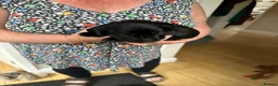 Labrador Retriever dogs for sale: Beautiful KC Labrador Puppies – Black & Fox Red in Hertford - Advert 2