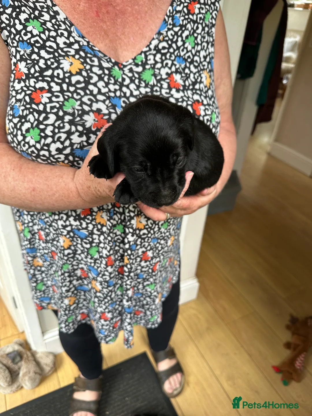 Labrador Retriever dogs for sale: Beautiful KC Labrador Puppies – Black & Fox Red in Hertford - Advert 2
