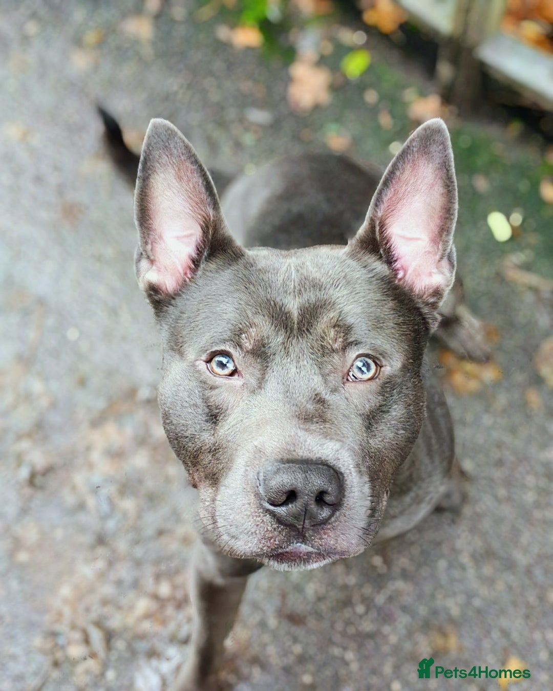 Mixed Breed dogs for sale: Smokey. Belgian malinois x looking for a new home - Advert 1