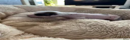 Chinese Crested dogs for sale: Lovely Chinese crested puppies for sale  - Advert 5