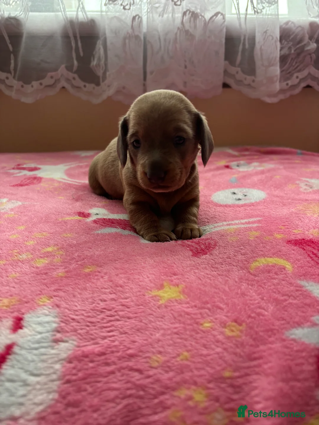 Miniature Dachshund dogs for sale: Miniature dachshund puppies  - Advert 2