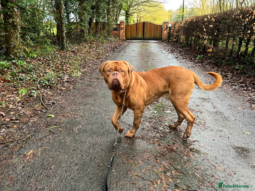 Dogue De Bordeaux dogs for stud: Elite KC lines ! Available for Stud  - Advert 4