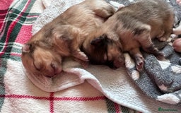 Pomeranian dogs for sale: Beautiful Pomeranian Puppies🩷 - Image 14