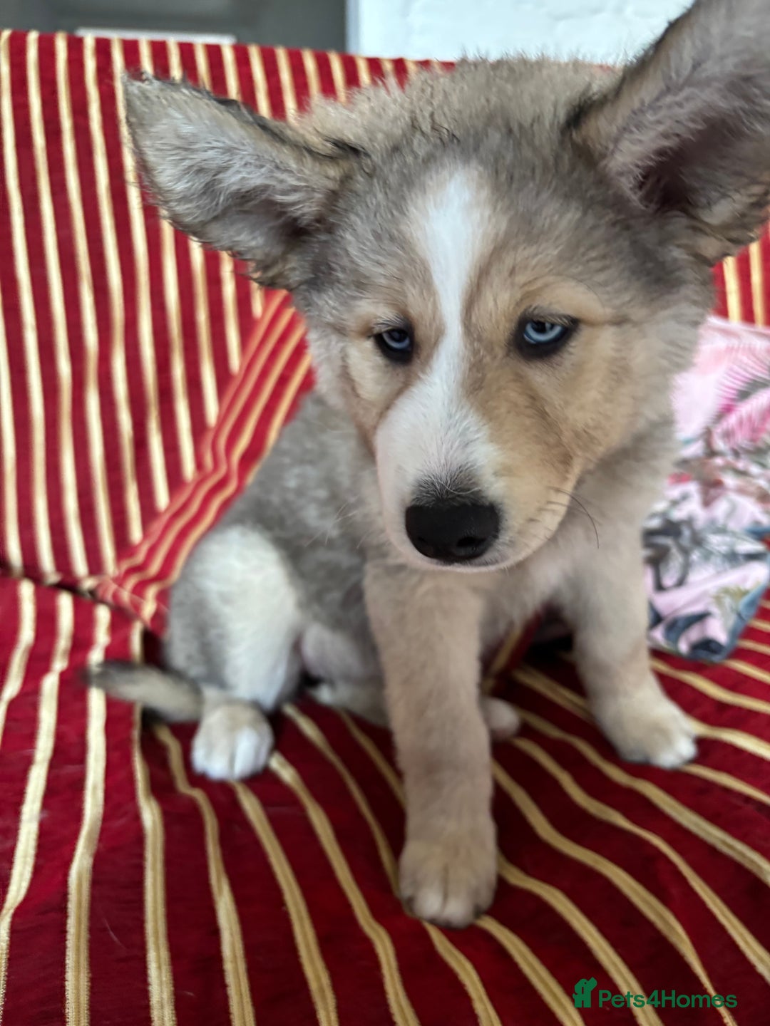 Pomsky dogs for sale: ✨ Adorable Blue-Eyed Pomsky Pups, 11 Weeks Old - Image 15