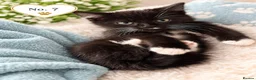 Mixed Breed cats for sale: Beautiful,  Kittens Looking for Loving Homes  - Advert 9