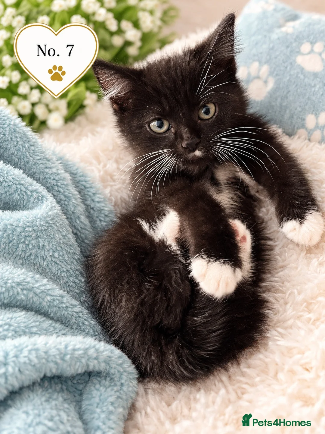 Mixed Breed cats for sale: Beautiful,  Kittens Looking for Loving Homes  - Advert 9