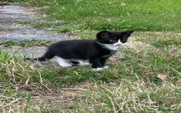 Mixed Breed cats for sale: 4 purr boxes  - Image 6