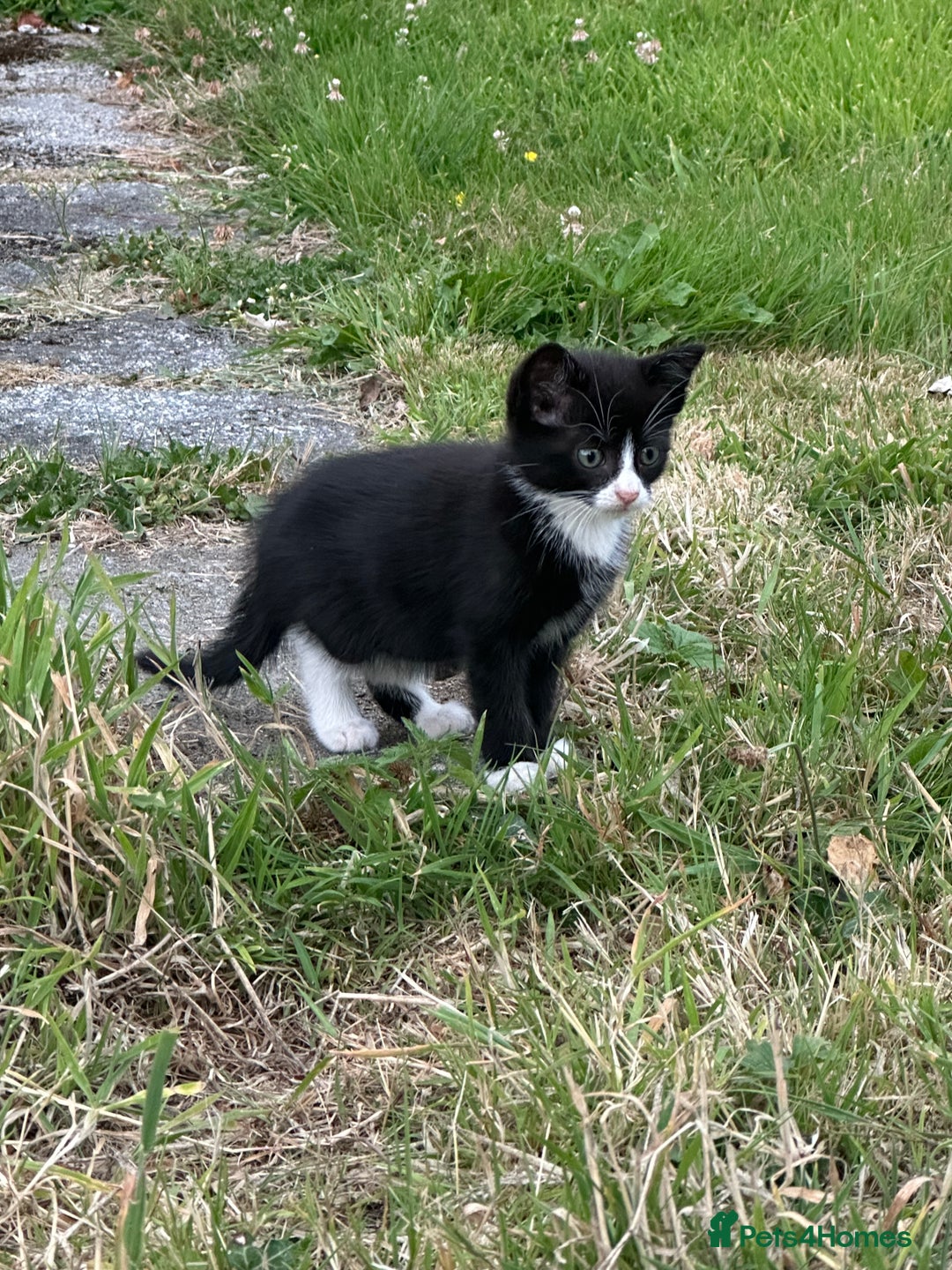 Mixed Breed cats for sale: 4 purr boxes  - Image 6