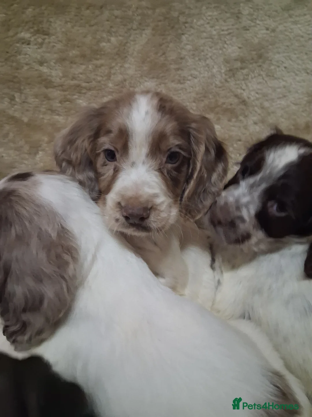 Cocker Spaniel dogs for sale: Cocker spaniel puppies - Advert 21