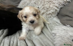 Mixed Breed dogs for sale: Adorable Cockerchons Fluffy, Low-Shed Wonders! - Image 31