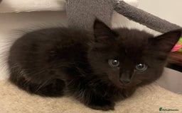 Mixed Breed cats for sale: 2 female kittens for sale! - Image 7
