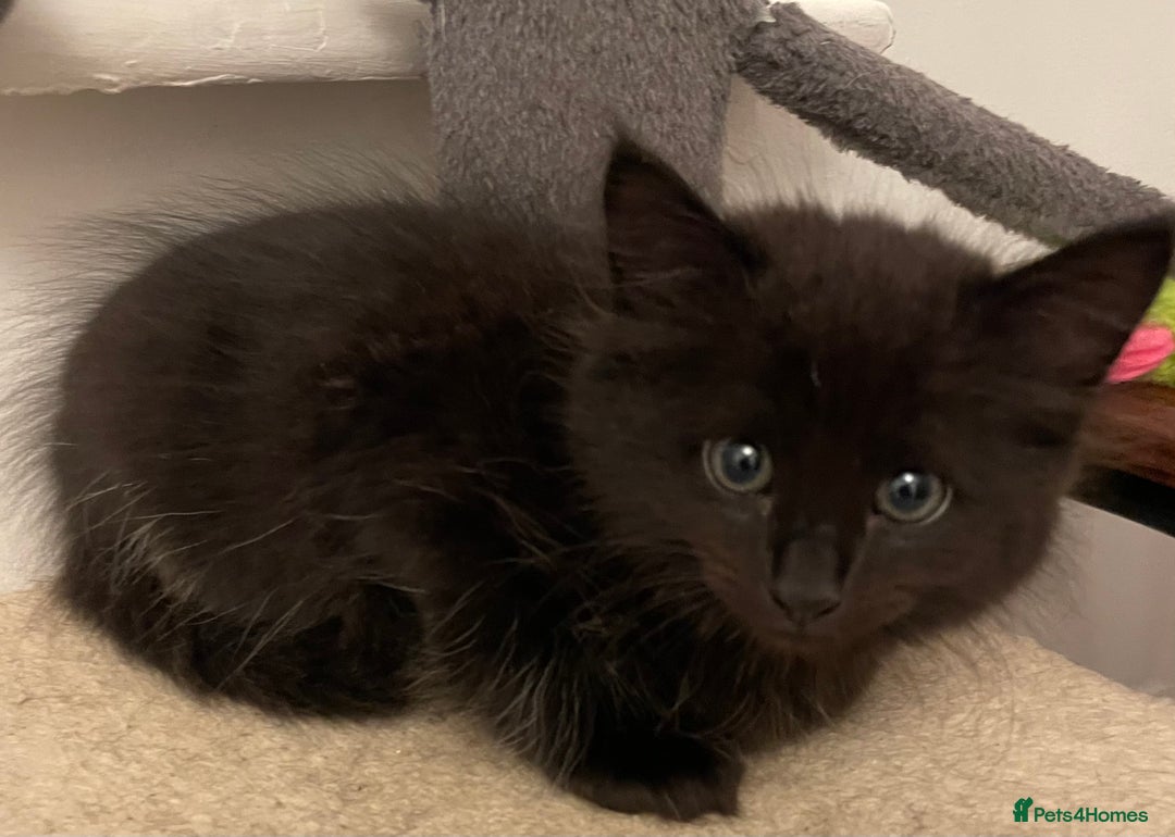 Mixed Breed cats for sale: 2 female kittens for sale! - Image 7