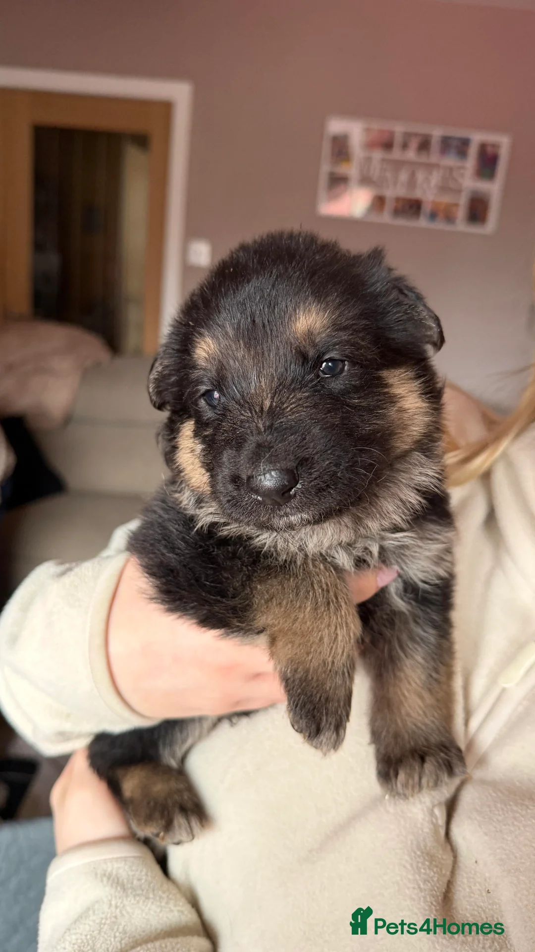 German Shepherd dogs for sale: German Shepherd Puppies - Advert 7
