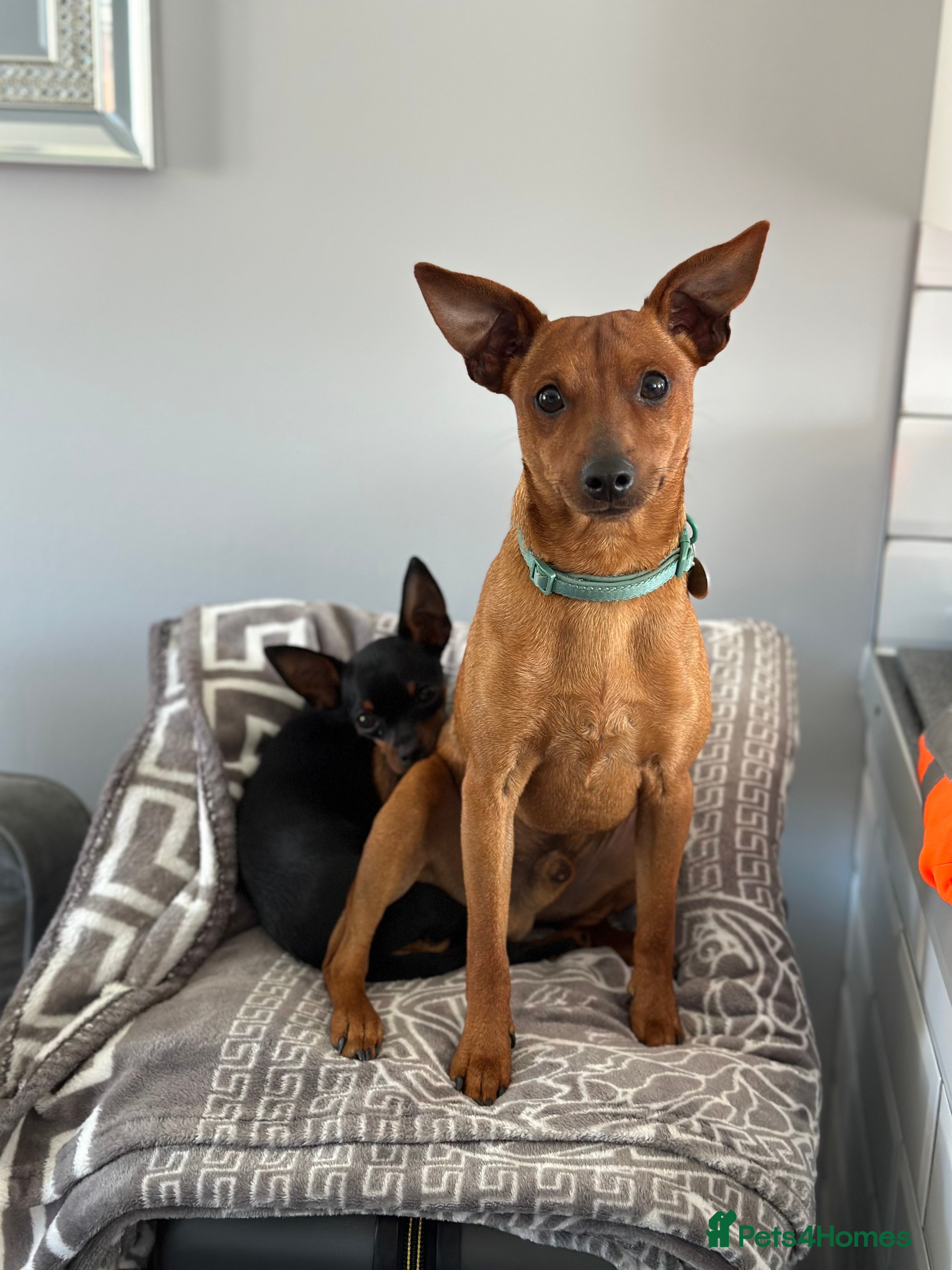 Miniature Pinscher dogs *STUD* Red Show Standard Miniature Pinscher  in Kettering - Advert 1