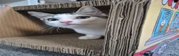 Mixed Breed cats for sale: 4m/o male foster for new home  - Advert 7