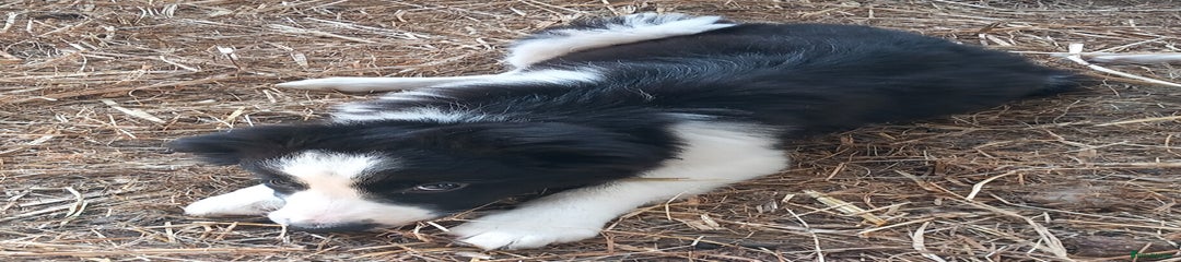 Border Collie Puppy 1