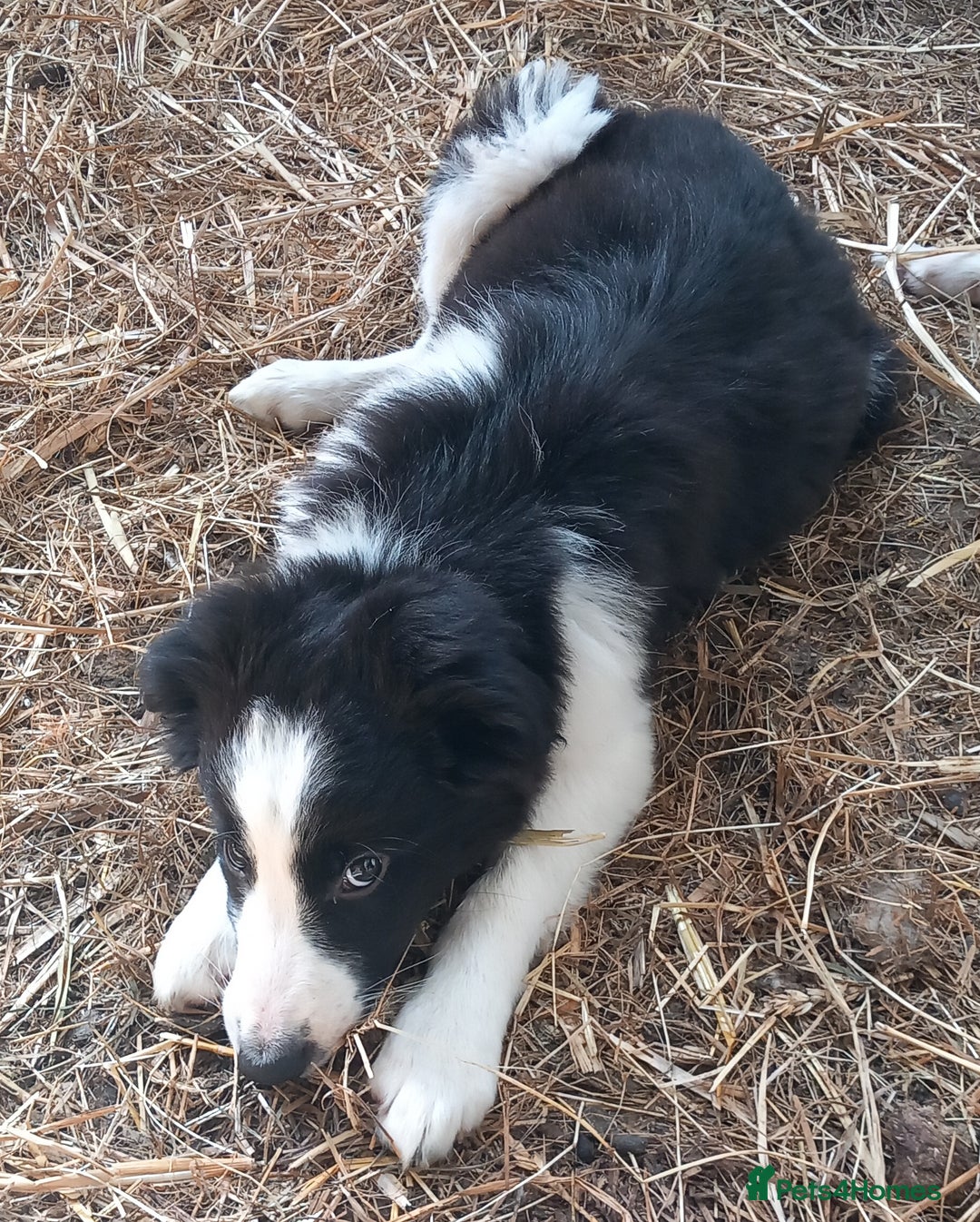 Border Collie dogs for sale: Border Collie Puppies 12 weeks old - Image 3