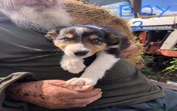 Border Collie dogs for sale: Traditional rough coated Border collie pups - Image 20