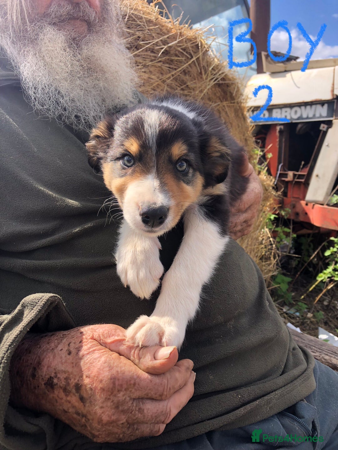 Border Collie dogs for sale: Traditional rough coated Border collie pups - Image 20