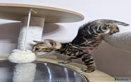Bengal cats for sale: TICA Genetic & Health Tested Bengal Kittens  - Image 25