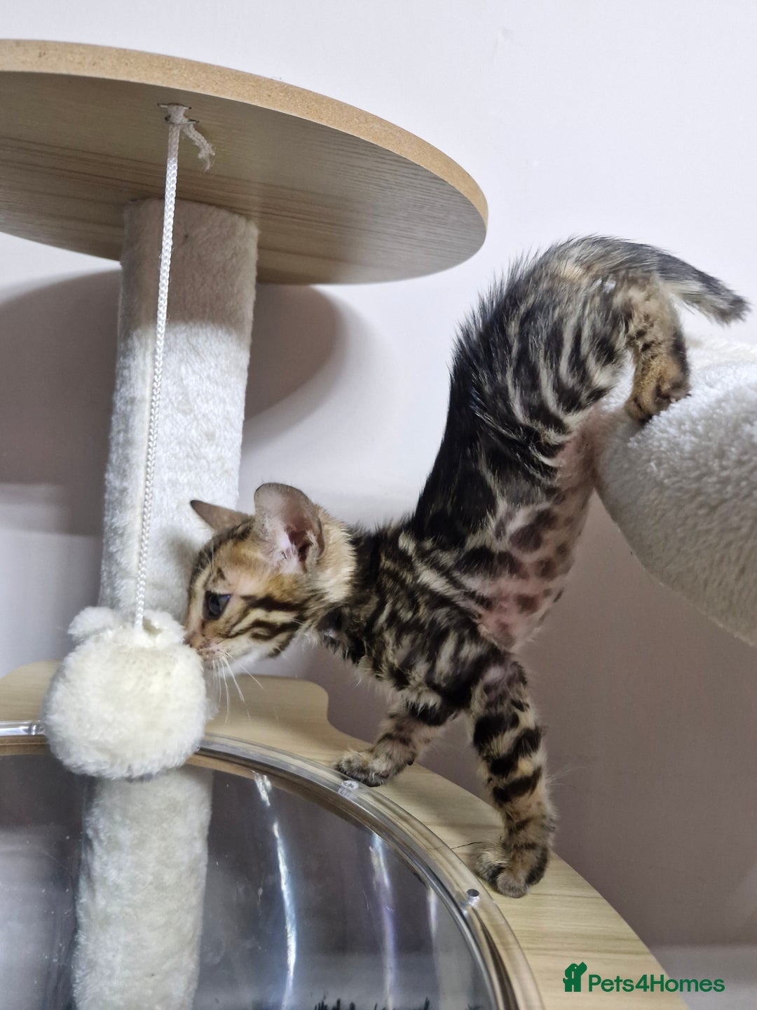Bengal cats for sale: TICA Genetic & Health Tested Bengal Kittens  - Image 25
