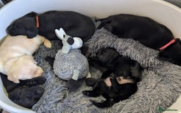 Labrador Retriever dogs for sale: Stunning labrador puppies from good working lines - Advert 14