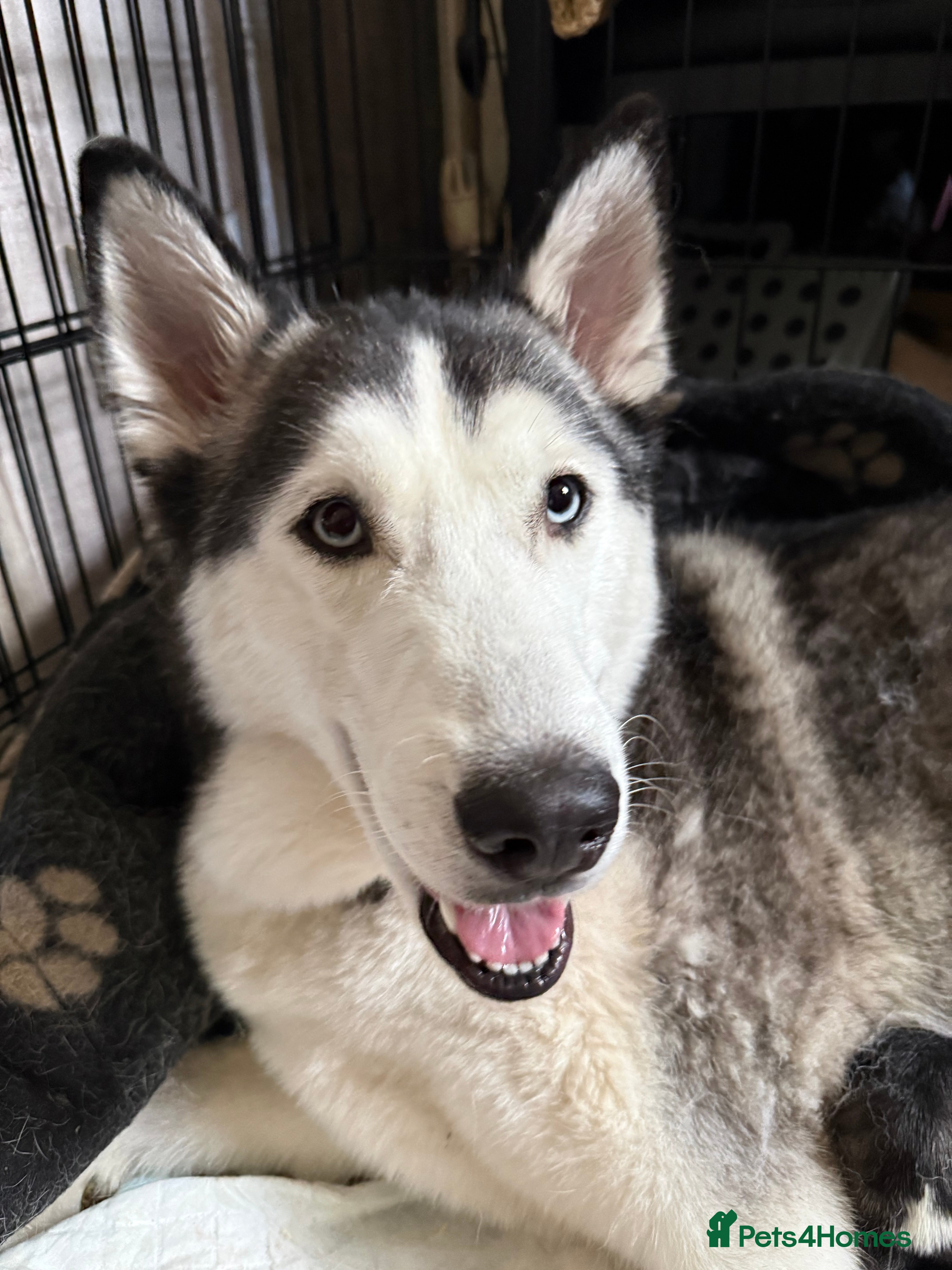 Siberian Husky dogs 5 Siberian husky puppies.  - Advert 1