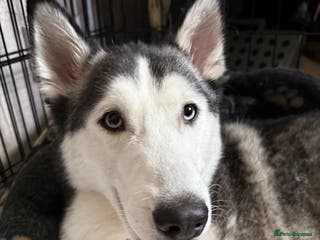 Siberian Husky dogs 5 Siberian husky puppies. - Advert 6