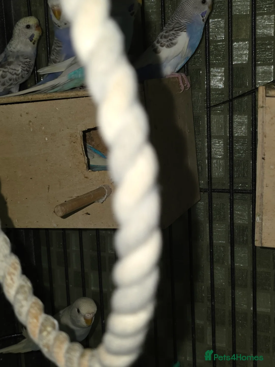 Budgerigars birds for sale: Budgies for sale - Advert 9