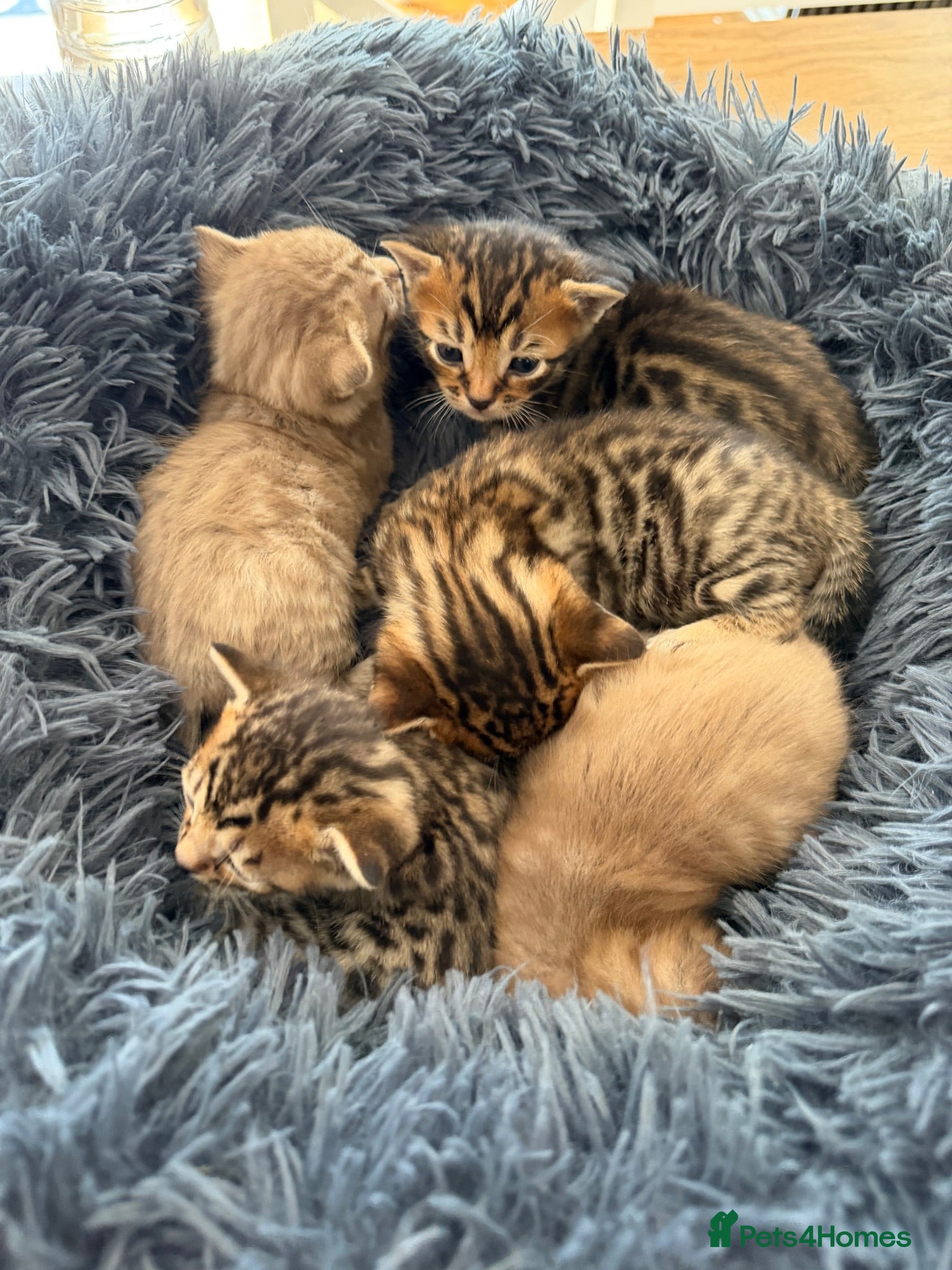 Bengal cats Beautiful Bengal cross kittens  - Advert 16