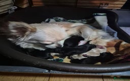 Chihuahua dogs for sale: Chihuahua puppies  - Image 14