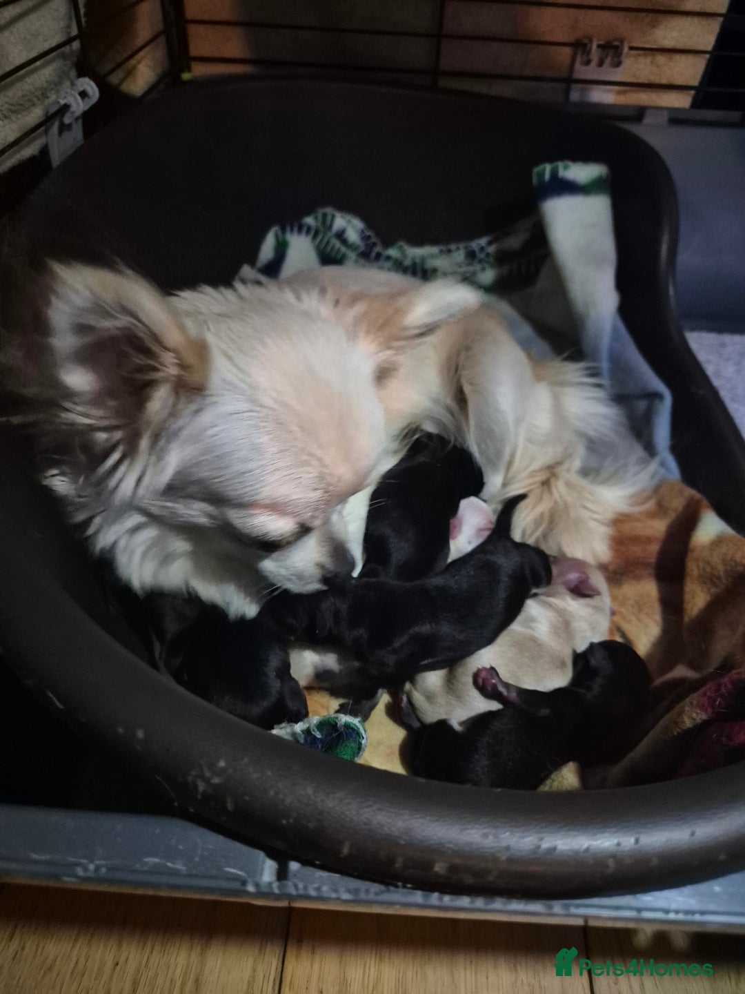 Chihuahua dogs for sale: Chihuahua puppies  - Image 14