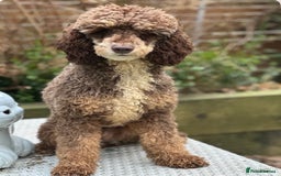 Cockapoo dogs for sale: Unusually fabulous cockapoos   - Image 5