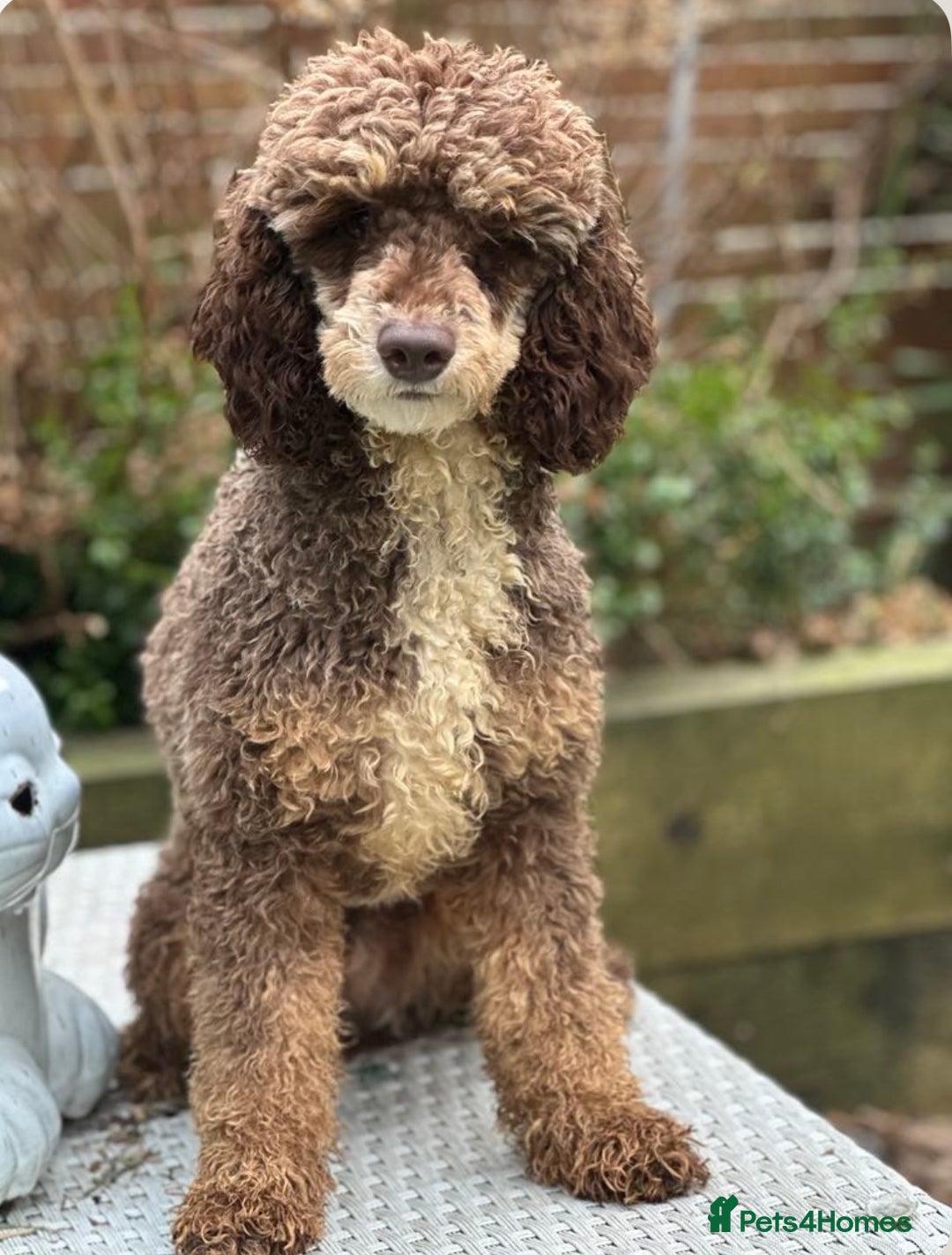 Cockapoo dogs for sale: Unusually fabulous cockapoos   - Image 5