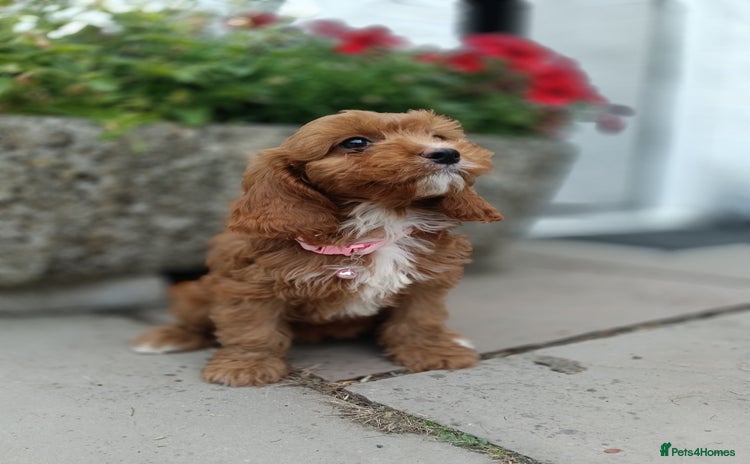 Cavapoo dogs - Advert 3