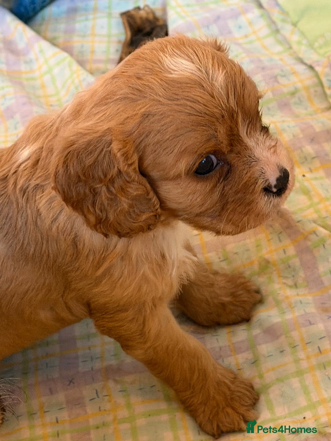 Cavapoo dogs for sale: Stunning cavapoo puppies ready 9th January  - Advert 19