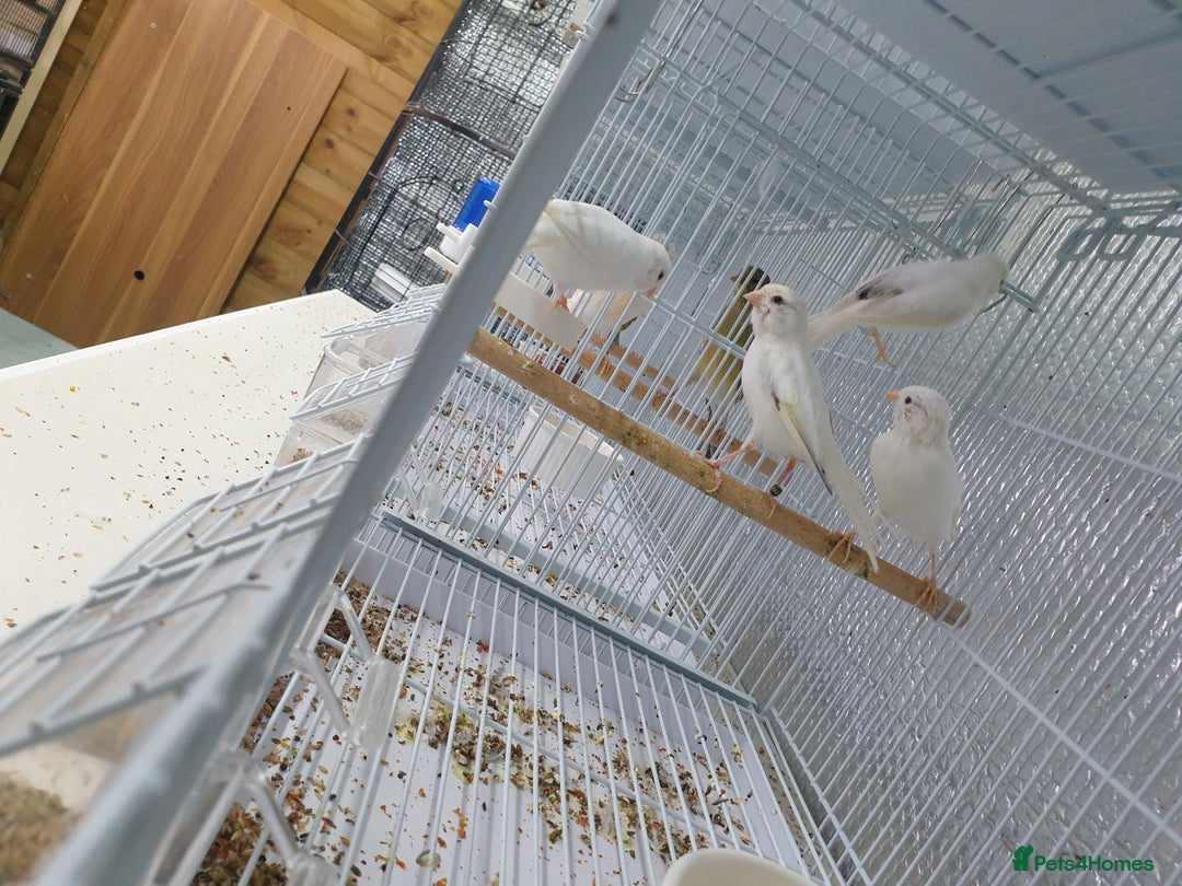 Canaries birds for sale: Canary for sale  - Image 18