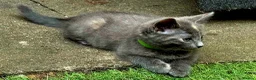 Mixed Breed cats for sale: 2 month kittens in Milton Keynes - Advert 4